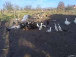 Puicuțe austrolop și rățoi alergătoare indiana