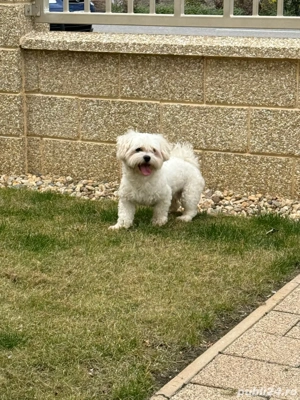 Mascul Bichon Maltez