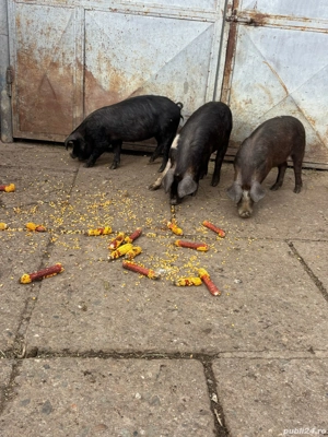 Vând purcei  - imagine 2