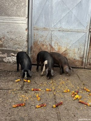 Vând purcei  - imagine 3