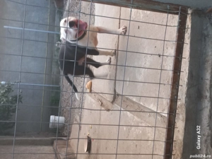 Caine amstaff cauta partenera