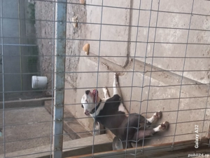 Caine amstaff cauta partenera - imagine 3