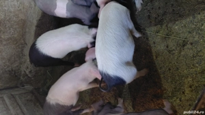 Vand soldani - imagine 3