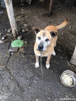 donez catei - imagine 3