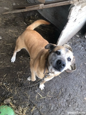 donez catei - imagine 4