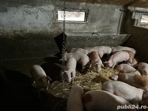 vand purcei - imagine 3