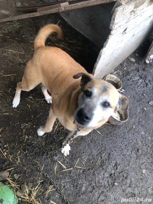 donez catei - imagine 2