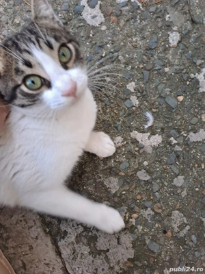 Bebisor un motanel tare bland  (Constanta) - imagine 4