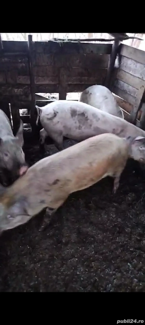 Vand porci tineri la taiat sa de tinut  - imagine 3