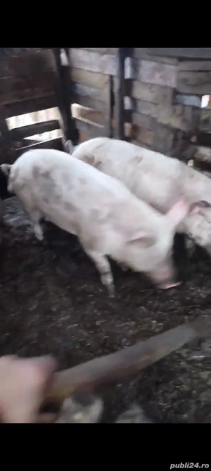 Vand porci tineri la taiat sa de tinut  - imagine 2