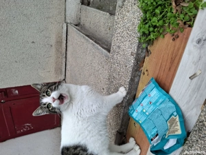 Bebisor un motanel tare bland  (Constanta) - imagine 5