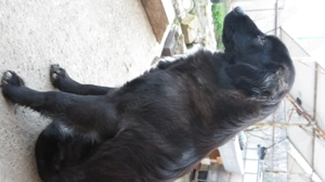 Donez căței iubitorilor de animale - imagine 3