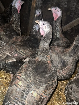 Curcani de vanzare  - imagine 5