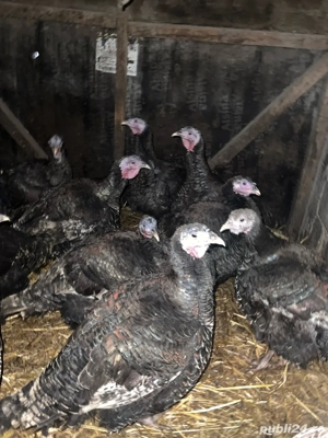 Curcani de vanzare  - imagine 2