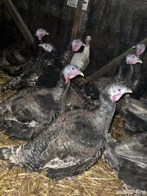 Curcani de vanzare  - imagine 5