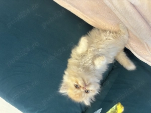 Pui pisică persană  - imagine 4