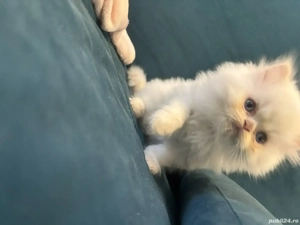 Pui pisică persană  - imagine 2