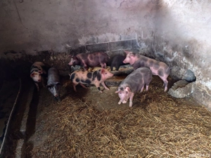 Vând purcei Petreni. - imagine 2