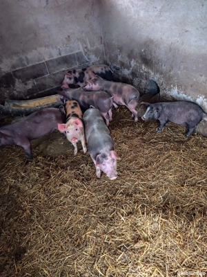 Vând purcei Petreni.