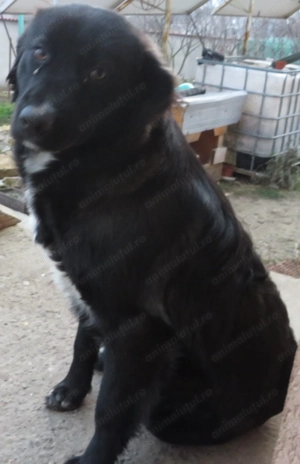 Donez căței iubitorilor de animale - imagine 5