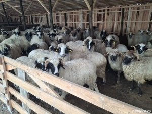 Oi de vânzare  - imagine 3