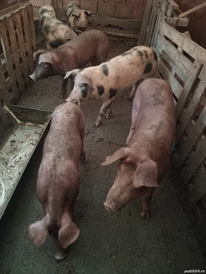 Șoldani de vânzare 