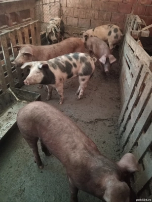 Șoldani de vânzare  - imagine 3