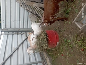 Vând doua capre gestante 