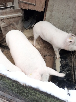 Vand porci rasa carne - imagine 5