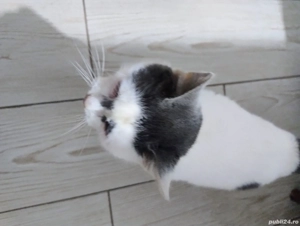 Exemplar de pisica rar