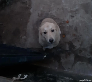 donez metisa 9 luni - imagine 2