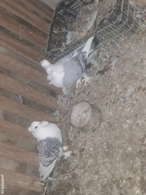 Porumbei de vanzare - imagine 5