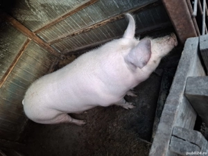 Vand scrofite 200 kg - imagine 2