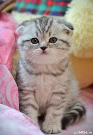 Scottish Fold fetita si baetel  - imagine 4