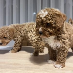 Puii pudel   caniche   rosu  roscat   poodle   maltipoo - imagine 2