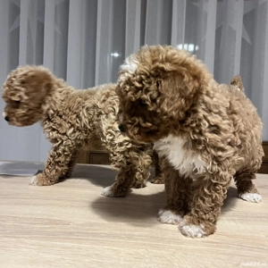 Puii pudel   caniche   rosu  roscat   poodle   maltipoo - imagine 4