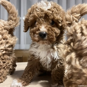 Puii pudel   caniche   rosu  roscat   poodle   maltipoo - imagine 5