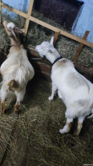 Vând 2 iede  - imagine 4