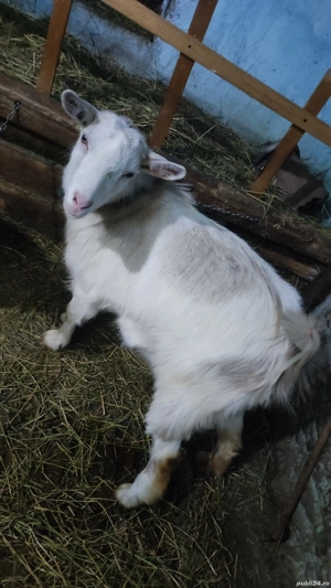 Vând 2 iede  - imagine 3