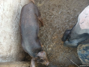 scrofita duroc de vanzare  - imagine 2