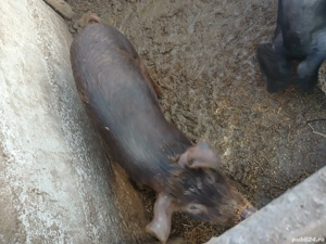 scrofita duroc de vanzare 