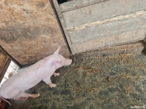 Scrofiță 9 saptamani, strehaia