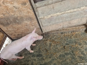 Scrofiță 9 saptamani, strehaia - imagine 2