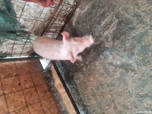 Scrofiță 9 saptamani, strehaia - imagine 4