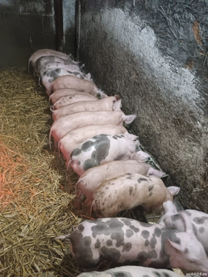 Purcei rasaPietran si Duroc  - imagine 5