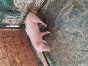 Scrofiță 9 saptamani, strehaia - imagine 3