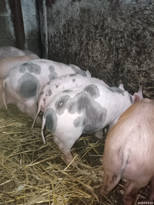 Purcei rasaPietran si Duroc  - imagine 2