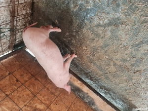 Scrofiță 9 saptamani, strehaia - imagine 5