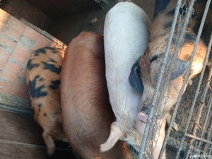 porci de vanzare  - imagine 3