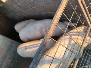 porci de vanzare  - imagine 2